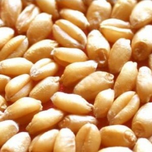 养殖求购：玉米、高粱、小麦、大豆